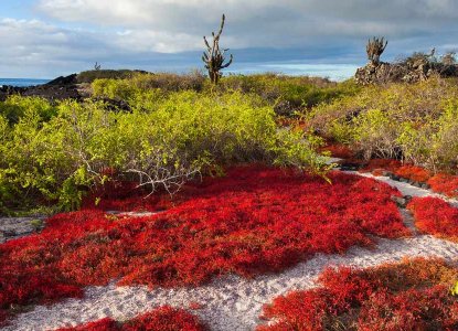 Sesuvium "Red Ice Plant" in dry season on Floreana Island in Galapagos