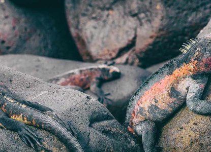 Galapagos Islands Iguanas and Crabs on rocks