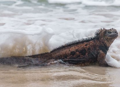 Iguana in the Galapagos