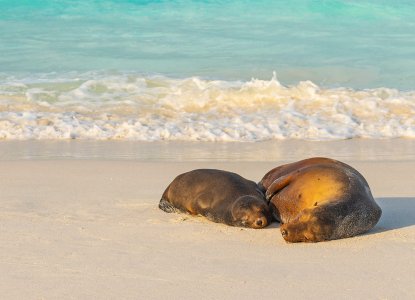 Galapagos Islands Sea Lions on beach