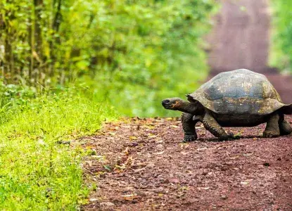 Galapagos Islands 