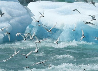 Arctic-Tern-Masses-hero