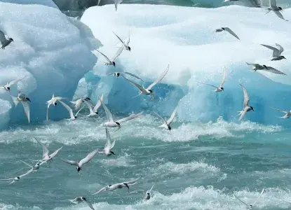 Arctic-Tern-Masses-hero.jpg