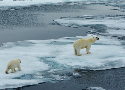 Polar-bear-icefloe-with-cub-HERO