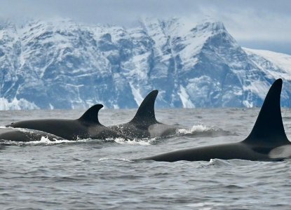 Tromso-fjord-orca-pod-hero