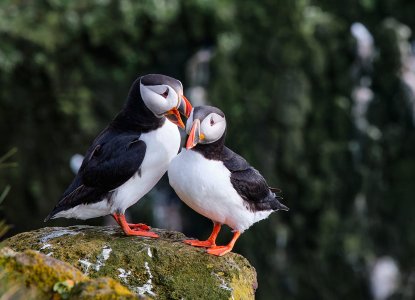 Puffins on the Latrabjarg cliffs, Iceland