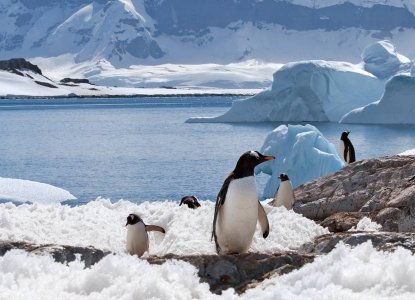 Gentoo penguin group on melting ground in Antarctica with iceberg in snowy background