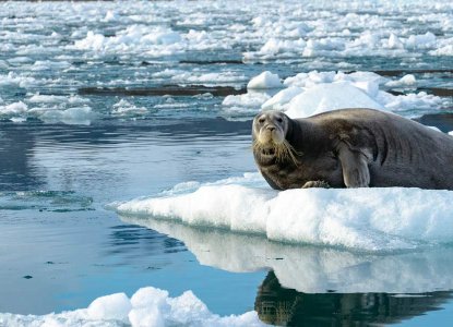 Arctic_Bearded-Seal-hero