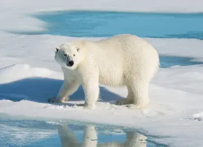 Polar bear on sea ice