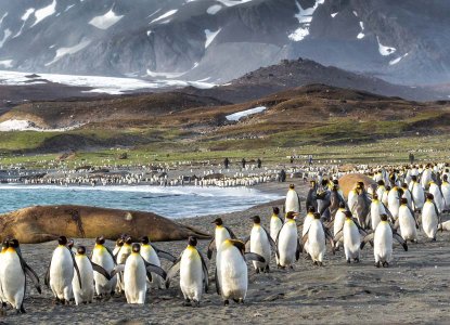 Elephant Seals laying on a pebble beach on South Georgia Island surrounded by King Penguins