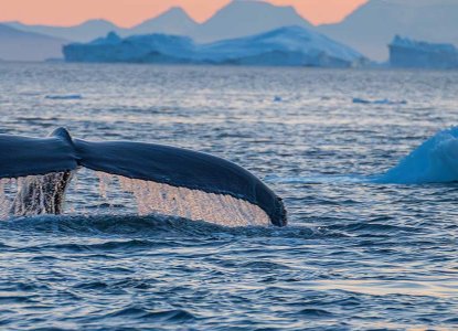 Whale Tail next to iceberg