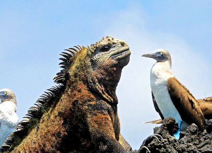 Discover the Galapagos – Your Island by Island Guide