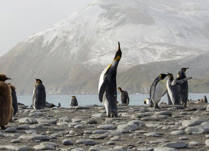 King Penguin colony in the fog in South Georgia, Antarctica 