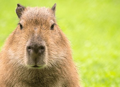 Five Fun Facts About Capybaras