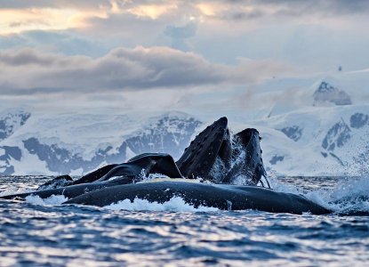 Humpback-whales