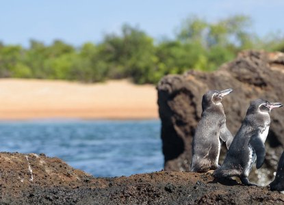 Galapagos Penguins on Santiago Island