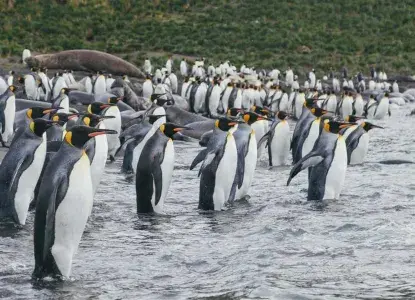 QUARK_King-Penguin-colony_Falkland-Islands_DavidMerron_HERO.jpg