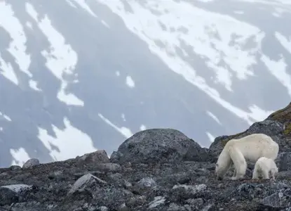 QUARK_polar_bears_danskoya_svalbard_Credit-AcaciaJohnson_HERO.jpg