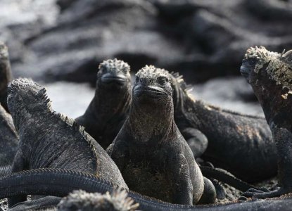 Iguanas at Espinosa Point