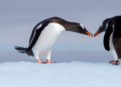 How to Find the Best Antarctica Cruise Operators 