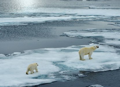 Polar Bear on Icefloe