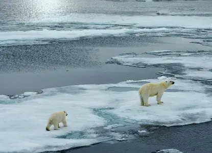 Polar Bear on Icefloe