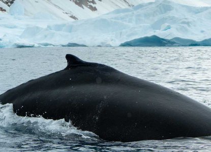 Humbacvk-Whale-dorsal-Antarctica-HERO