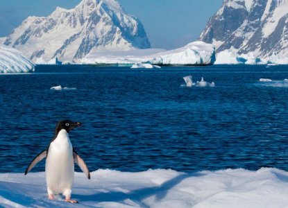 Lonely Penguin with a beautiful landscape behind