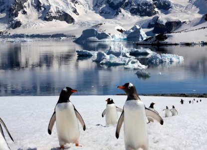 Several Gentoo Penguins in Antarctica