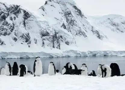 Chinstrap-Penguin-colony-in-Pristine-spring-snowy-mountains-HERO.jpg