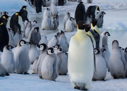 Emperor-Penguin-colony-with-chicks_Snow-Hill-Island_Weddell-Sea-HERO