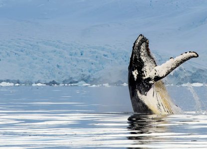 Humpback Whale vertical breaching in antarctica waters