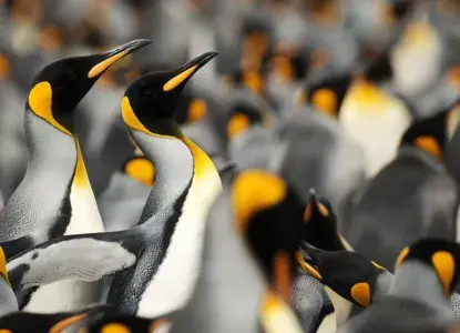 King-Penguin-colony-with-close-up-HERO.jpg