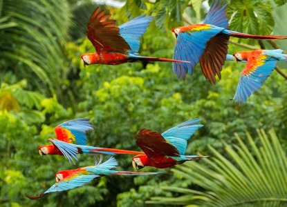 Flock of Scarlet Macaws In Amazon