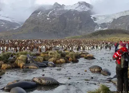 King Penguin Colony on South Georgia Island image from Polar Latitudes Expeditions