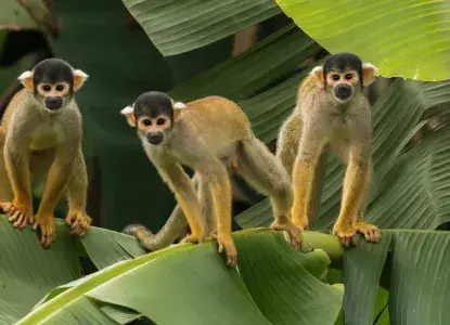Squirrel Monkey in Amazon Rainforest