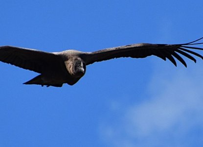Birdwatching in Argentina 