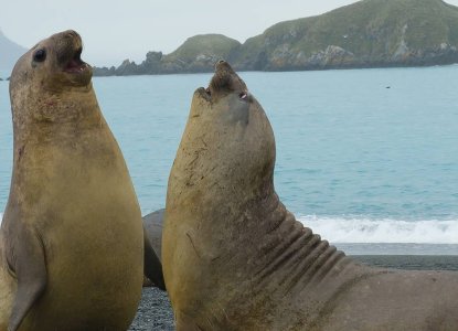 Males-Elephant-Seals-battle-South-Georgia-HERO