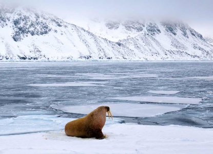 Walruss-icefloe-HERO