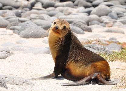 Sea Lion on the beach in the Galapagos Islands 