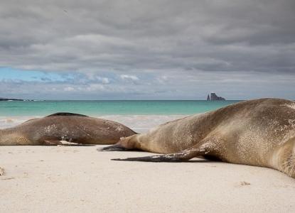 Sea Lions on the beach in the Galapagos 