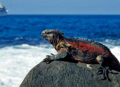 Marine Iguana on a rock, Galapagos Islands